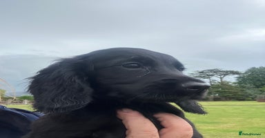 Cocker Spaniel dogs - Advert 5