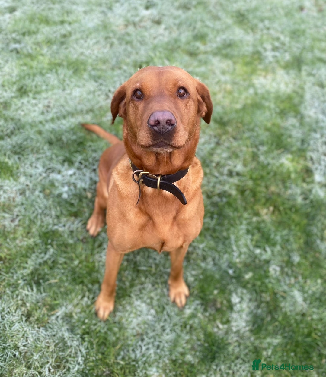 Labrador Retriever dogs for sale: Stunning working lab pups  - Image 8
