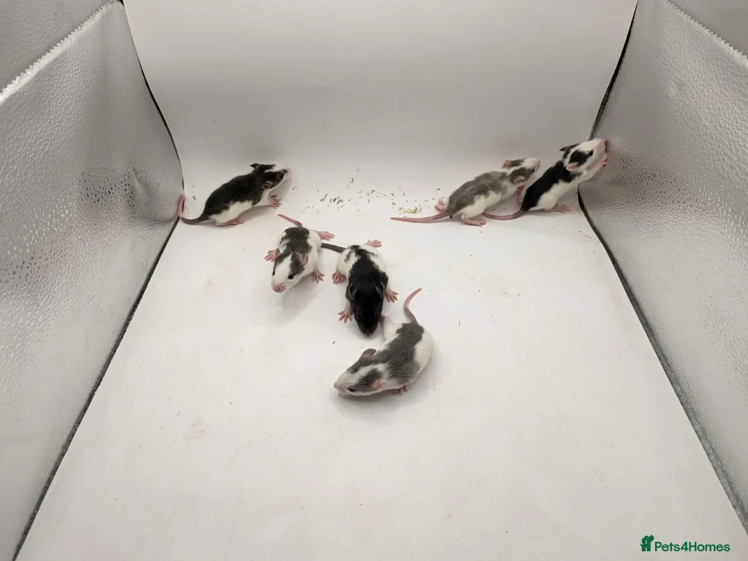 Rat rodents for sale: 🐀October Rats Are Here!🐀 - Advert 2