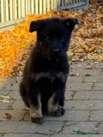German Shepherd dogs - Advert 8