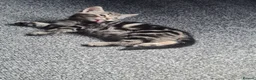 Mixed Breed cats for sale: Kittens - Advert 18