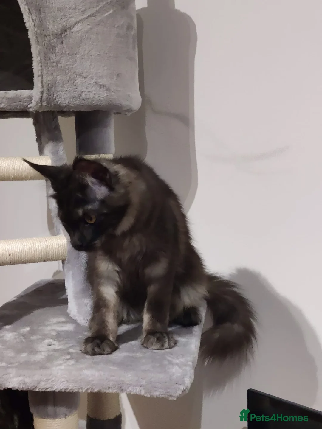 Maine Coon cats for sale: TICA registered European Maine coons  - Advert 2