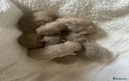 Ragdoll cats for sale: 5 Purebred kittens for SALE - Image 1