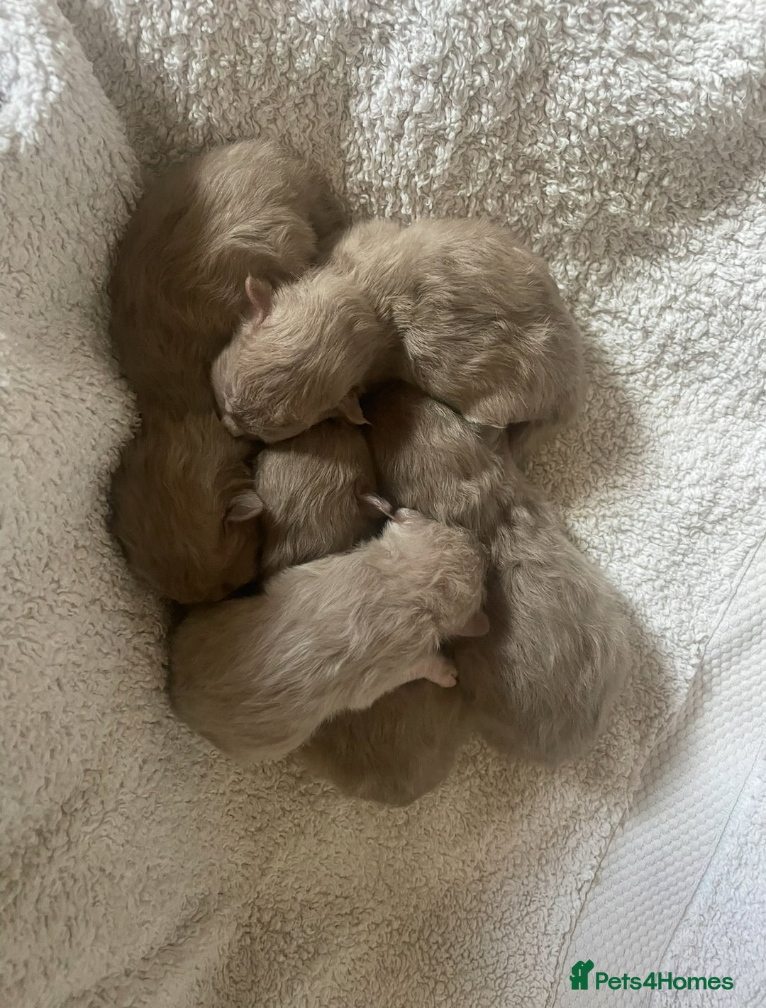 Ragdoll cats for sale: 5 Purebred kittens for SALE - Image 1