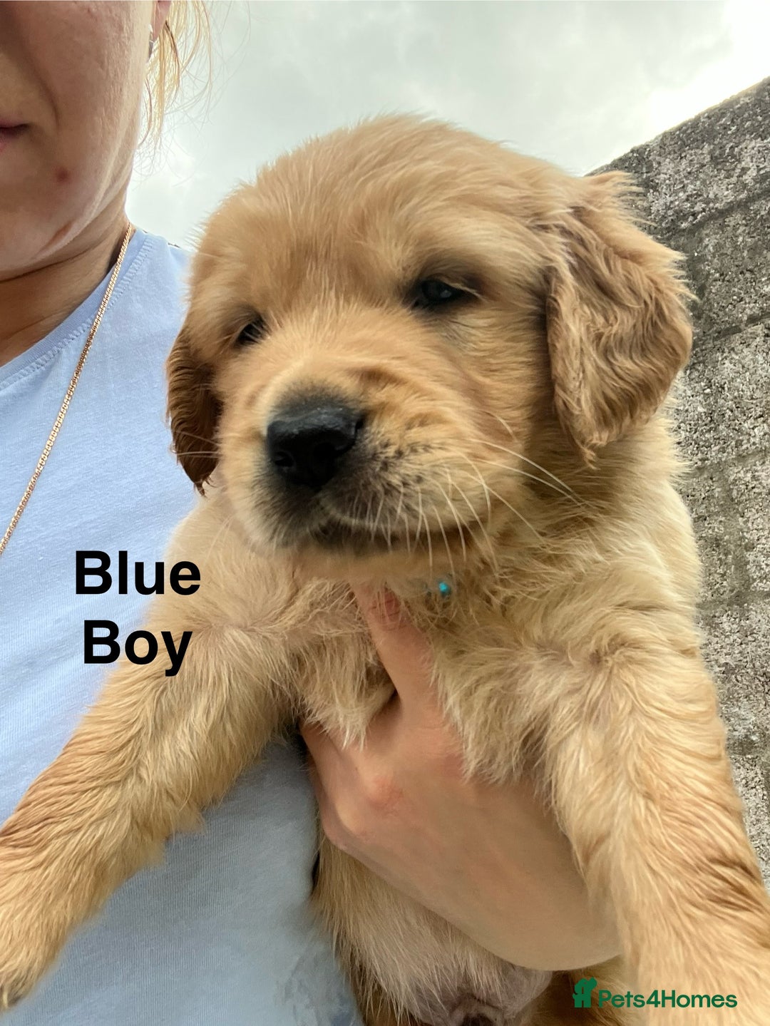 Golden Retriever dogs for sale: Golden retriever puppies  - Image 6