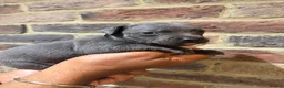 Staffordshire Bull Terrier dogs for sale: KC REG STAFFORDSHIRE BULL TERRIER PUPS are HERE   - Advert 7