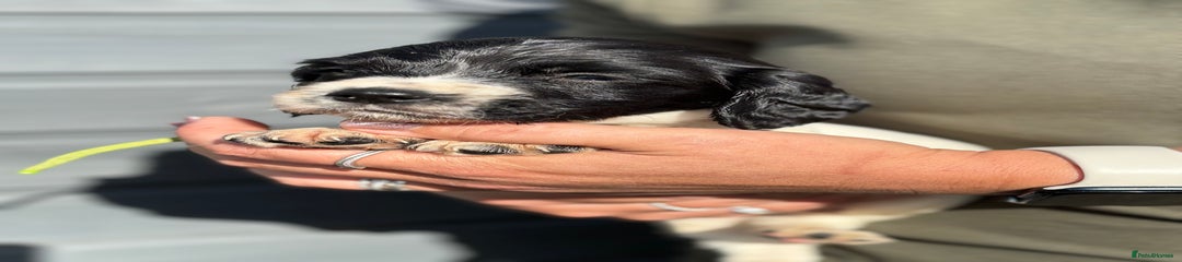English Springer Spaniel Puppy 2
