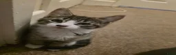 Mixed Breed cats for sale: 5 playful kittens for sale - Advert 11