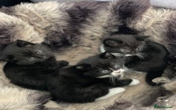 British Longhair cats for sale: British long-haired kittens - Image 7