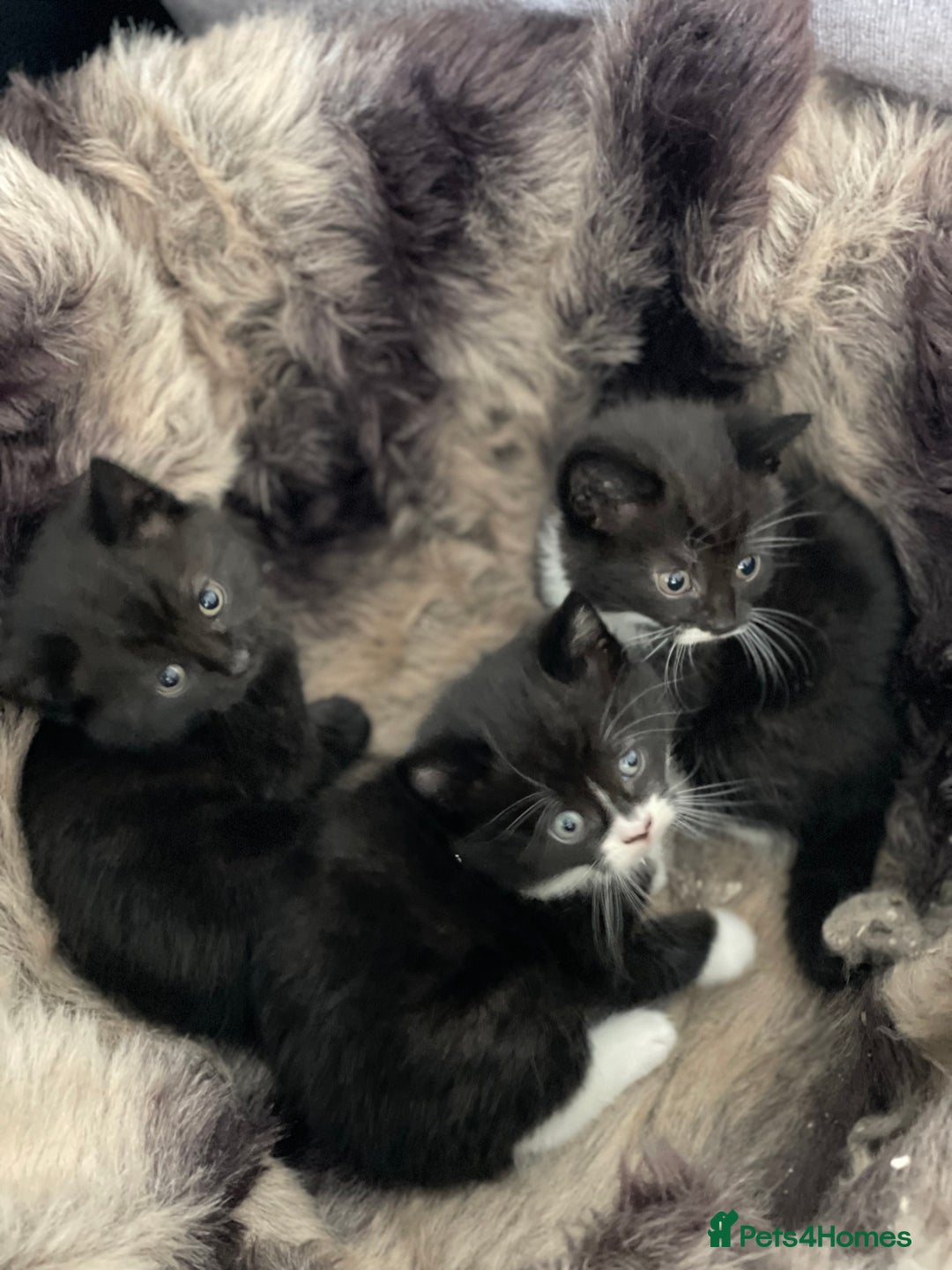 British Longhair cats for sale: British long-haired kittens - Image 7
