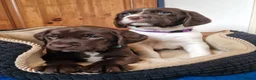 Springador dogs for sale: STUNNING SPRINGADOR PUPPIES in Rhayader - Advert 4
