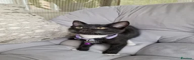 Domestic Shorthair 4