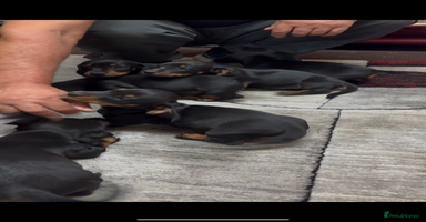 Dachshund dogs - Advert 9