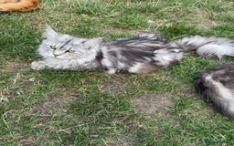 Maine Coon cats for sale: Maine Coon Kittens in Greenford - Image 17