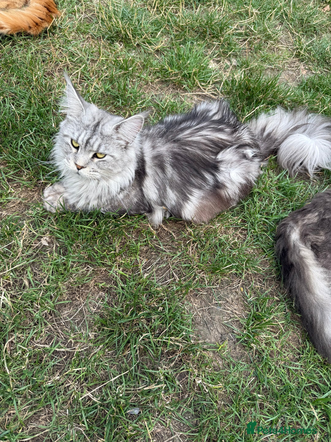 Maine Coon cats for sale: Maine Coon Kittens in Greenford - Image 17