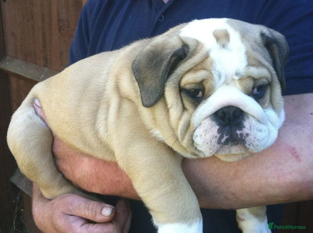 English Bulldog dogs for sale: English Bulldog Puppies Ready Now  - Image 4