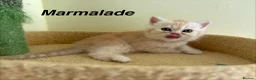 Exotic cats for sale: Beautiful Persian Exotic Kittens - Advert 9