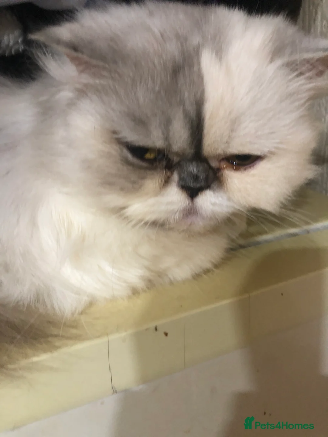 Persian cats for sale: Persian chinchilla kittens  - Advert 2