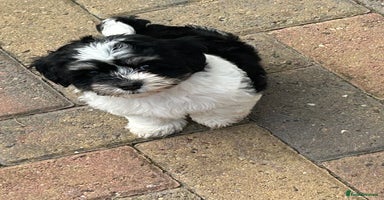 Havanese dogs - Advert 5