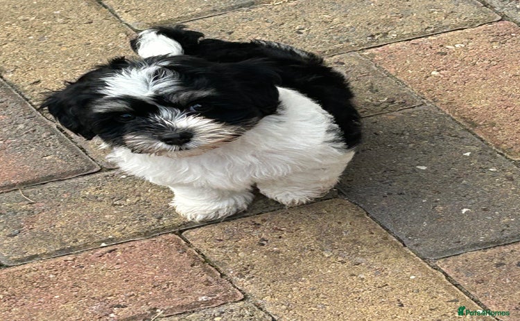 Havanese dogs - Advert 2
