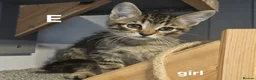Maine Coon cats for sale: Maine coon cross kittens  - Advert 12