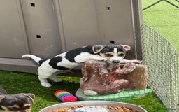 Jack Russell dogs for sale: 🐾Jack Russell Puppies🐾 - Image 8
