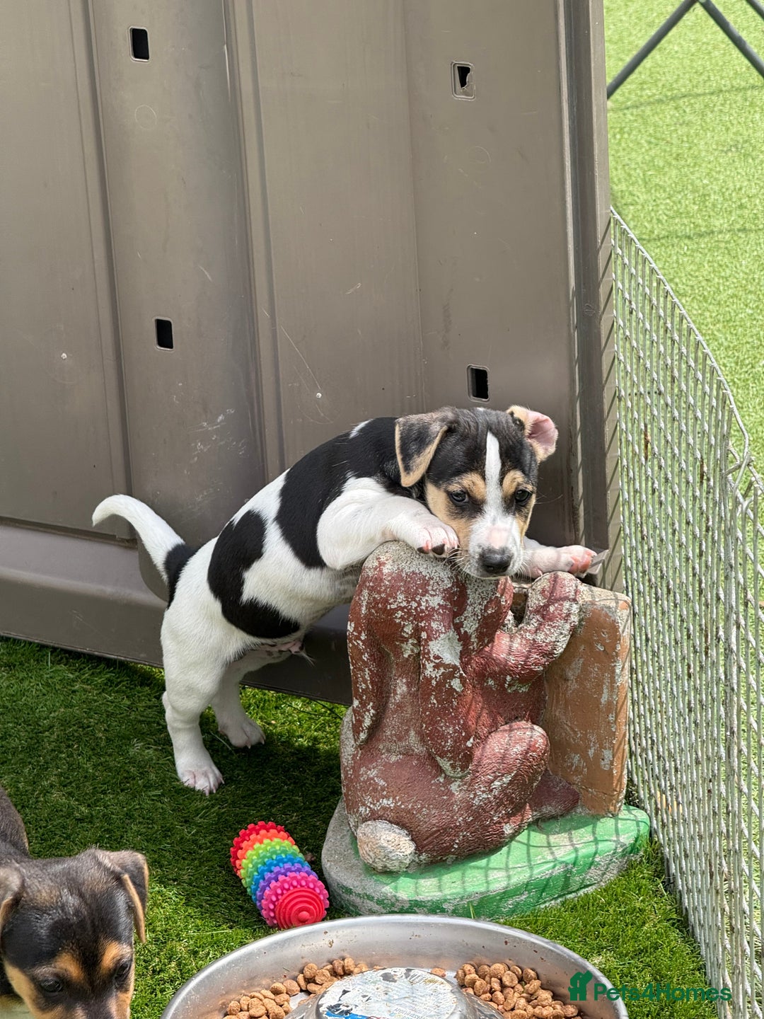 Jack Russell dogs for sale: 🐾Jack Russell Puppies🐾 - Image 8