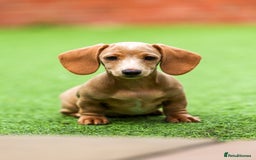 Miniature Dachshund dogs for sale: Miniature cream dachshund - Image 15