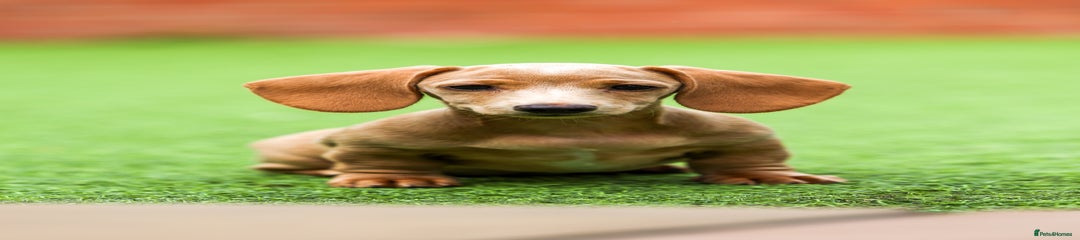Miniature Dachshund Puppy 7