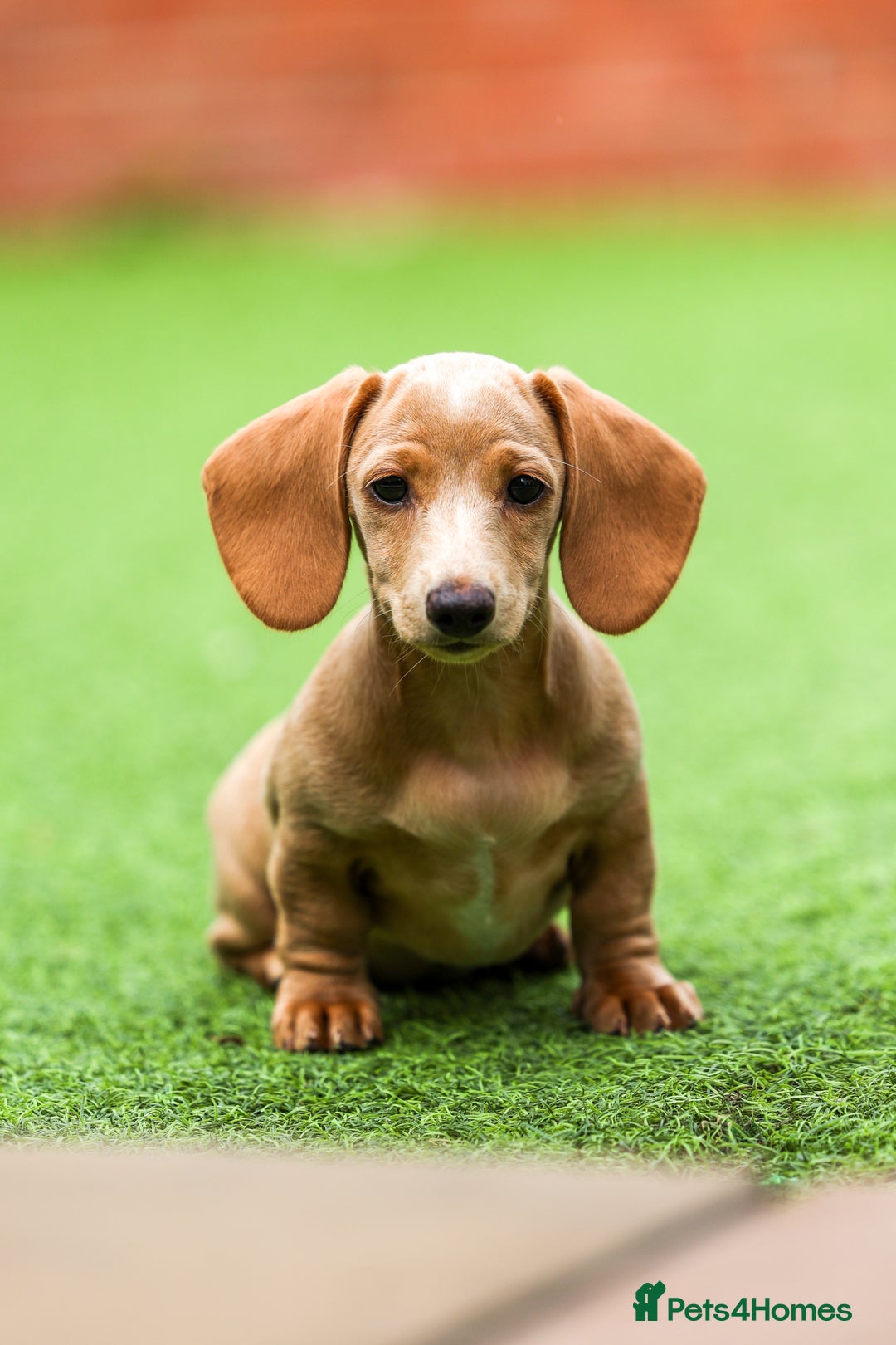 Miniature Dachshund dogs for sale: Miniature cream dachshund - Image 15