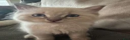 Ragdoll cats for sale: Male ragdoll - Advert 2