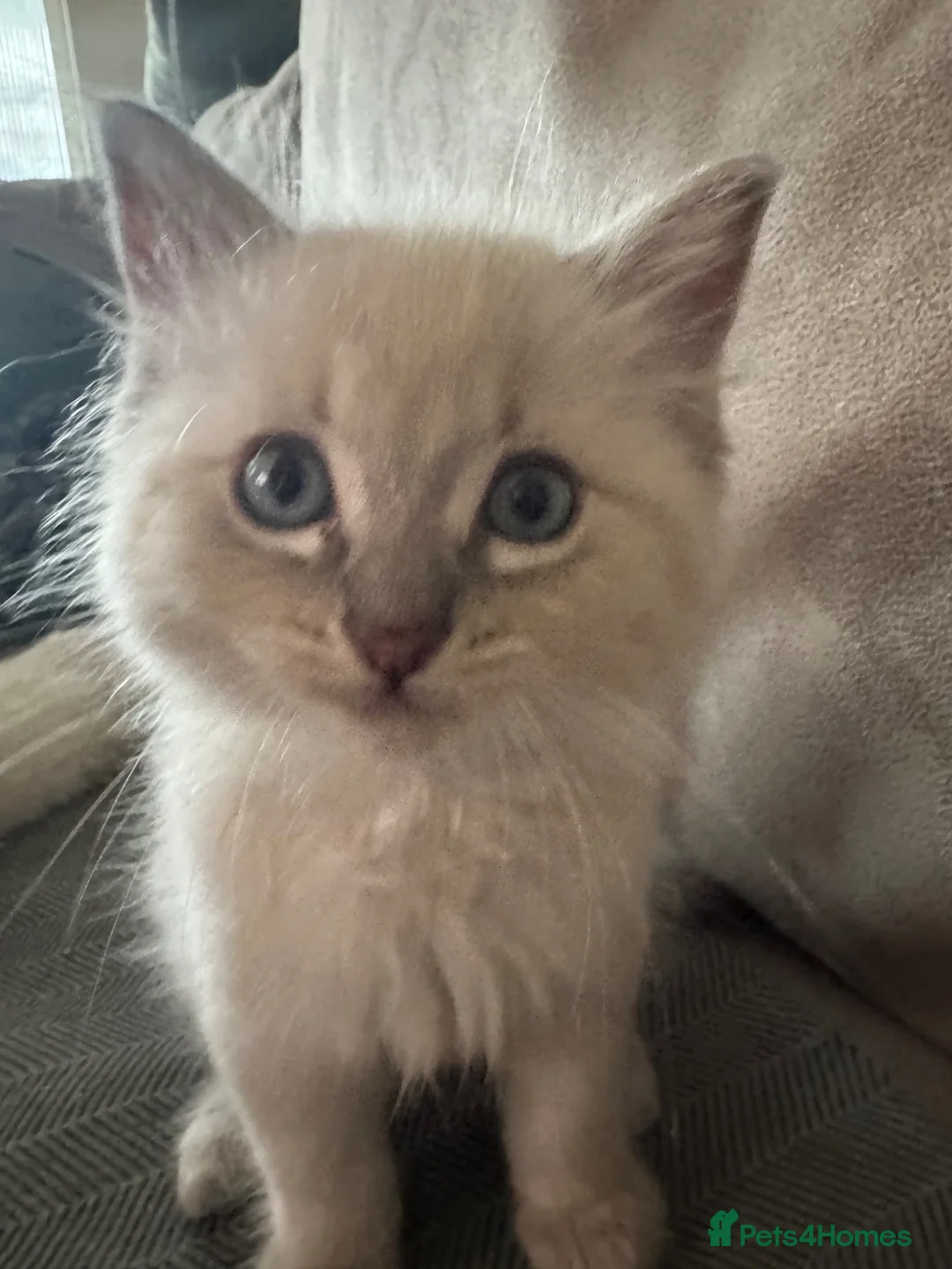 Ragdoll cats for sale: Male ragdoll - Advert 2