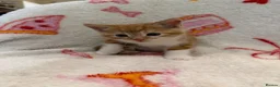 Domestic Shorthair cats for sale: 2 Beautiful Kittens Looking For Forever Home - Advert 14