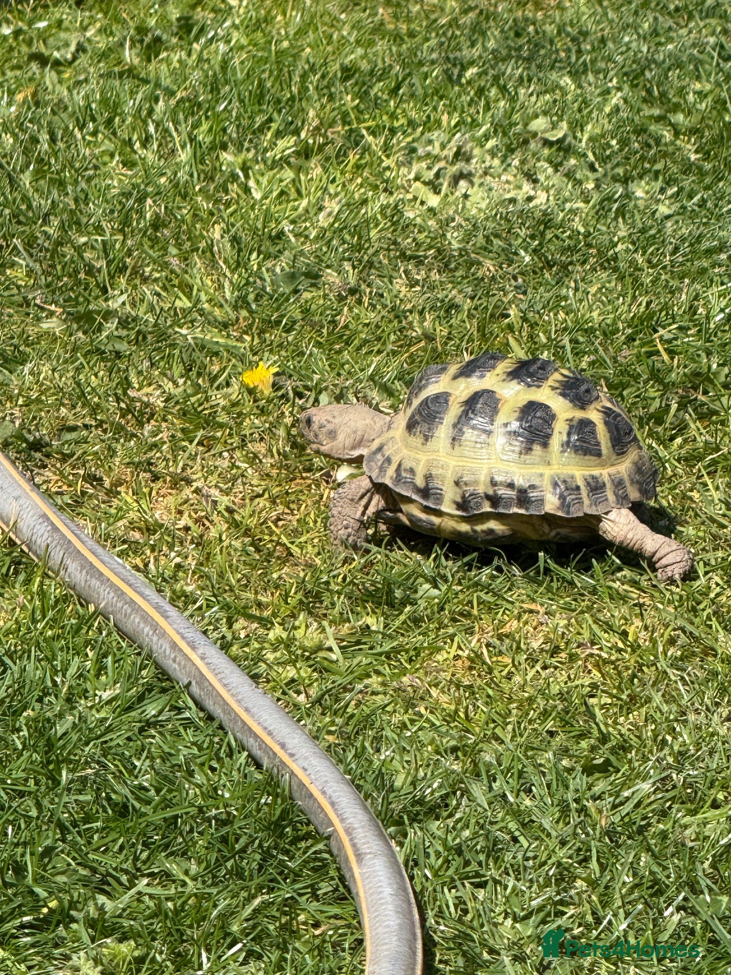 Tortoise reptiles for sale: Horsefield Tortoise - Advert 1