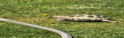 Tortoise reptiles for sale: Horsefield Tortoise in Gloucester - Advert 1