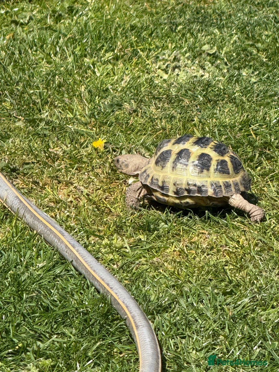 Tortoise reptiles for sale: Horsefield Tortoise in Gloucester - Advert 1
