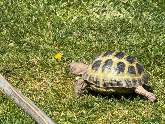 Tortoise reptiles for sale: Horsefield Tortoise - Advert 1
