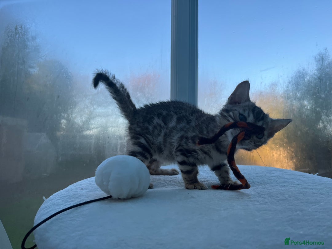 Bengal cats for sale: CUTE SILVER FEMALE BENGAL KITTEN (TICA)  - Advert 9