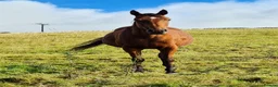 English Thoroughbred horses for sale: Stunning Thoroughbred 16.3 bay mare - Advert 4