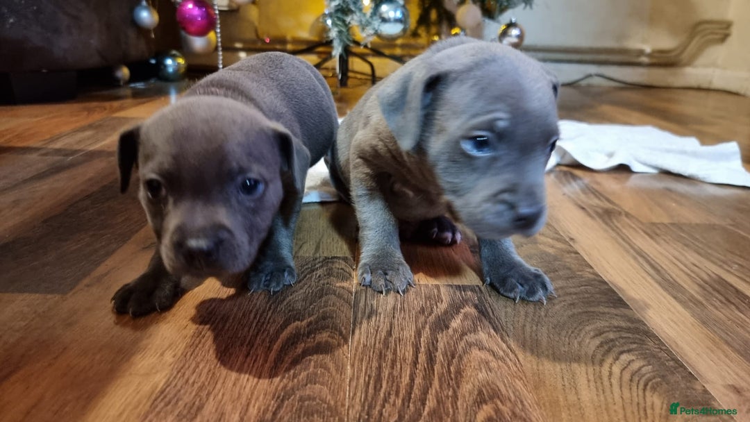 Staffordshire Bull Terrier dogs for stud: Stud for breeding in Ilkeston - Advert 24