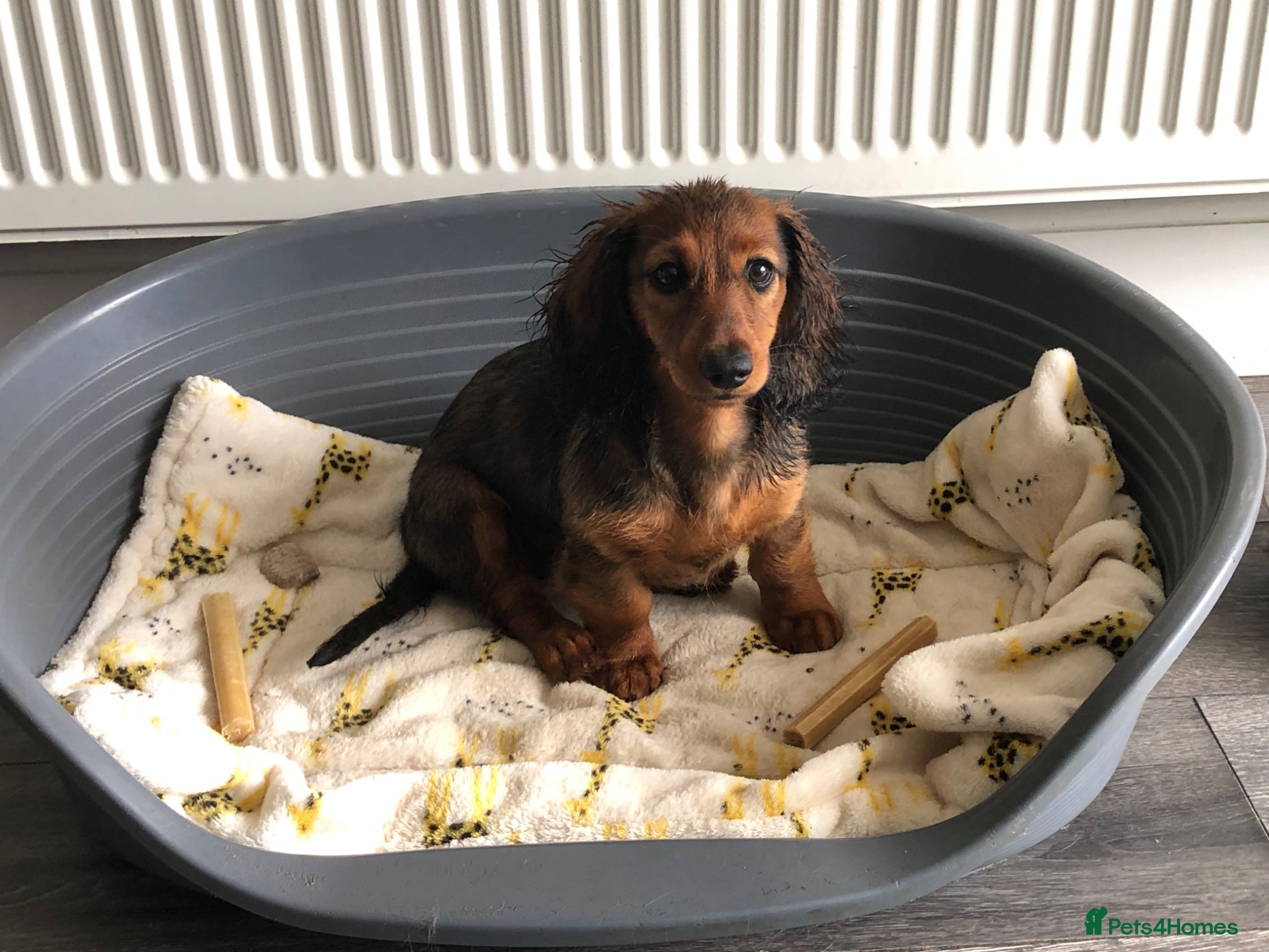 Miniature Dachshund dogs K.C Longhaired Miniature Dachshund - Advert 5