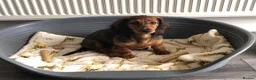 Miniature Dachshund dogs for sale: K.C Longhaired Miniature Dachshund - Advert 2