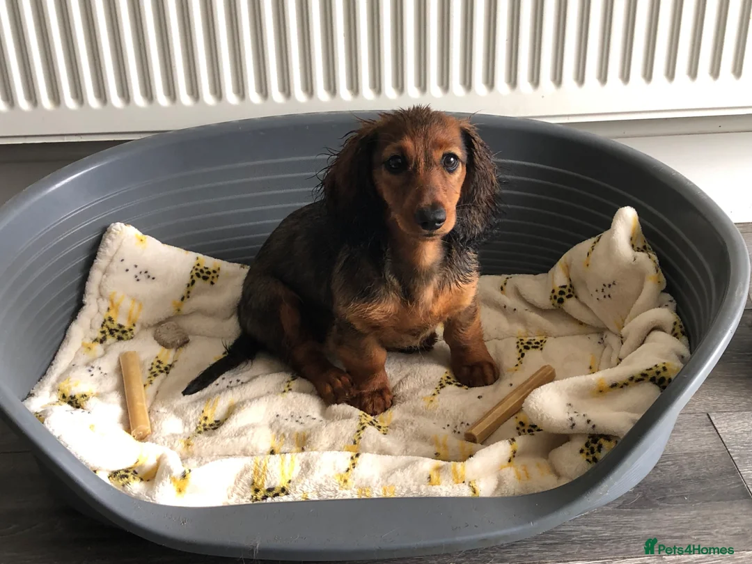 Miniature Dachshund dogs for sale: K.C Longhaired Miniature Dachshund - Advert 2