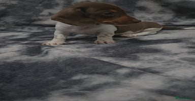 Miniature Dachshund dogs - Advert 3