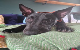 English Bull Terrier dogs for sale: English bull terrier WORKING LINES - Image 4