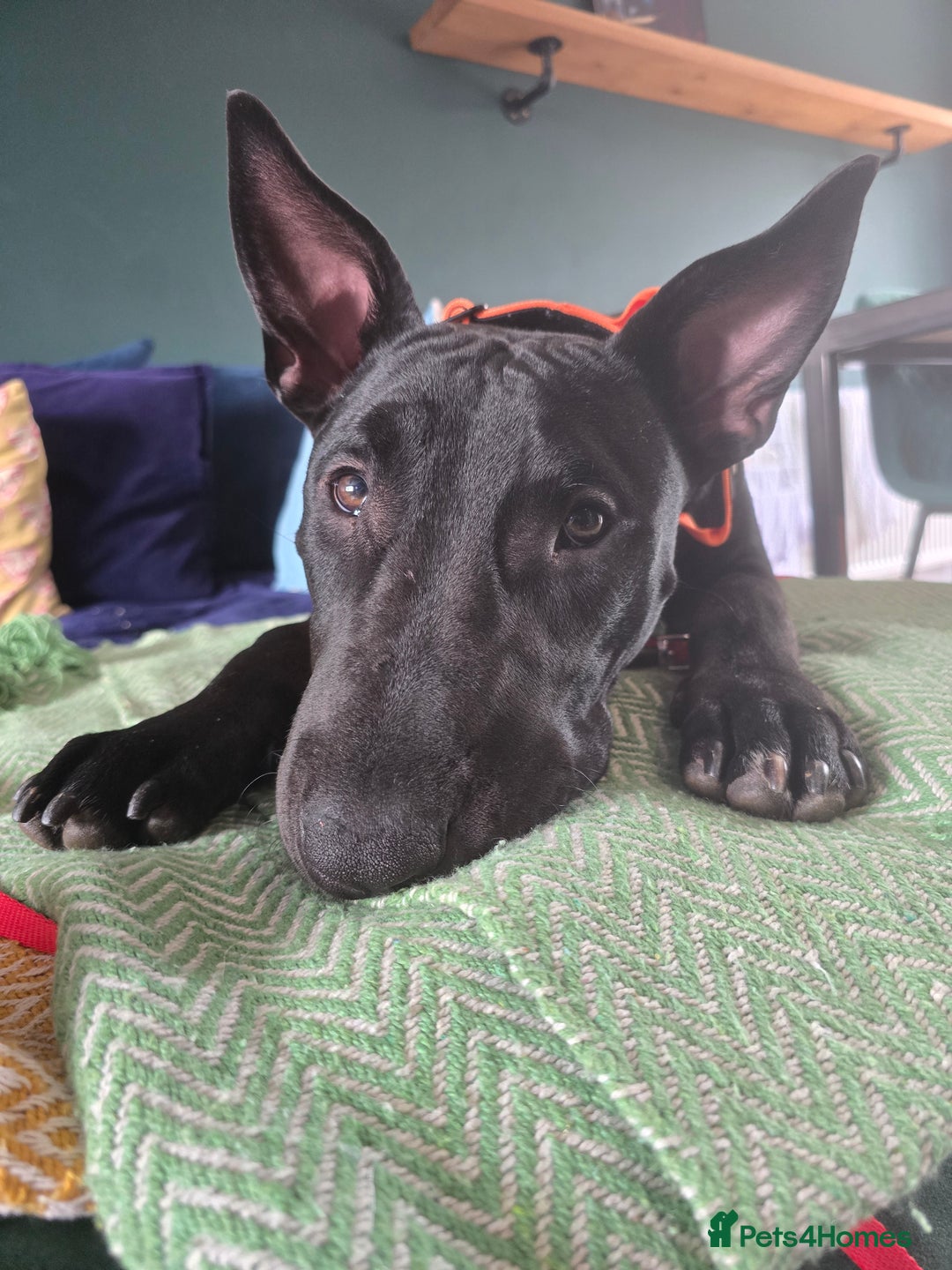 English Bull Terrier dogs for sale: English bull terrier WORKING LINES - Image 4