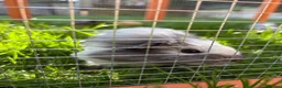 Guinea Pig rodents for sale: 4 Female Guinea Pigs in Chipping Campden - Advert 6