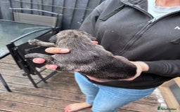 Lurcher dogs for sale: Whippet/greyhound/bull X greyhound/whippet/collieX - Image 2