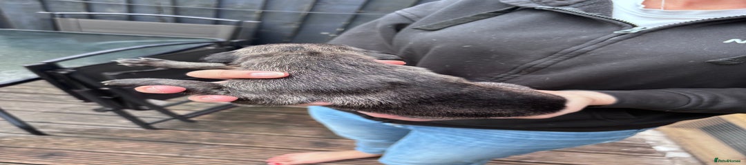 Lurcher Puppy 6