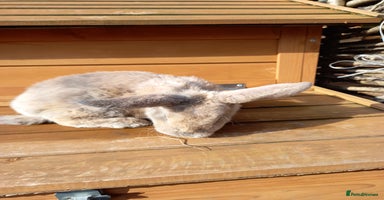 Mini Lop rabbits - Advert 16